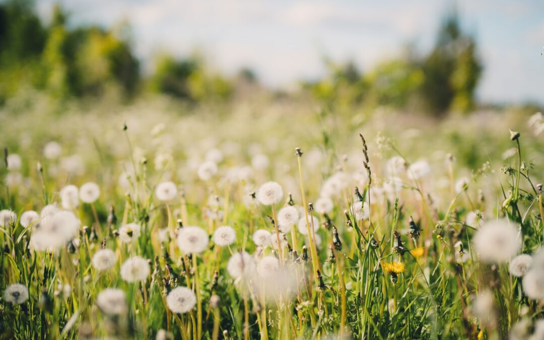 How to get ahead of hay fever this spring